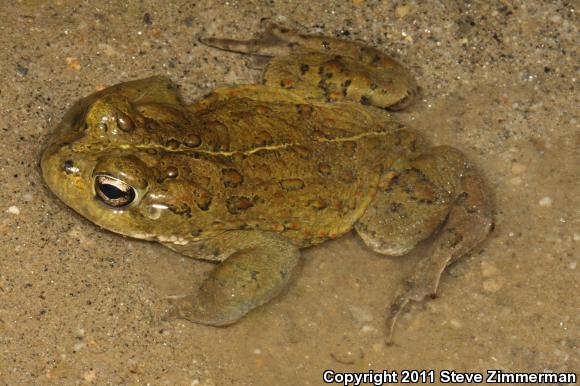 Southern California Toad (Anaxyrus boreas halophilus)