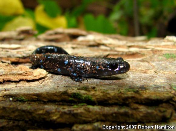 Jefferson Salamander (Ambystoma jeffersonianum)