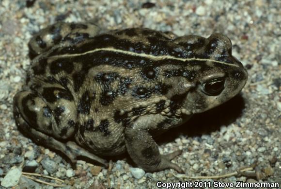 Southern California Toad (Anaxyrus boreas halophilus)