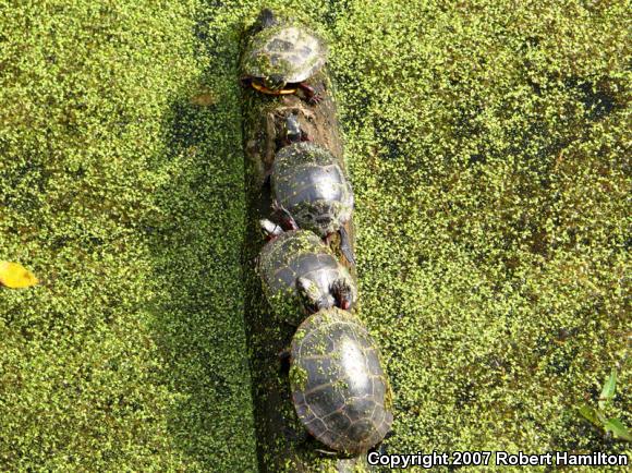 Eastern Painted Turtle (Chrysemys picta picta)