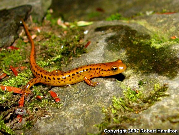 Long-tailed Salamander (Eurycea longicauda longicauda)