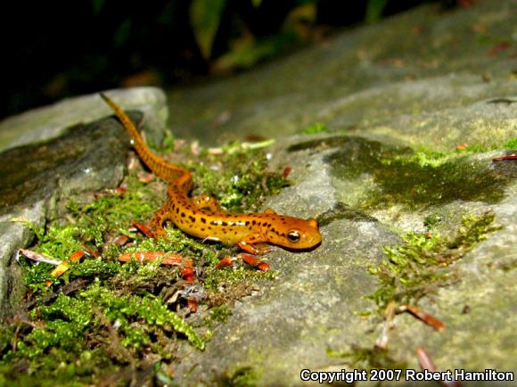 Long-tailed Salamander (Eurycea longicauda longicauda)