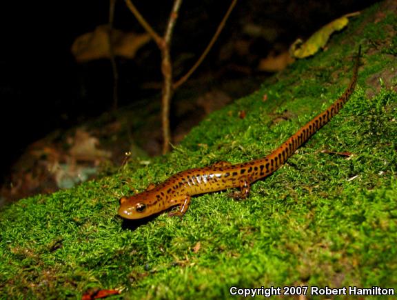 Long-tailed Salamander (Eurycea longicauda longicauda)