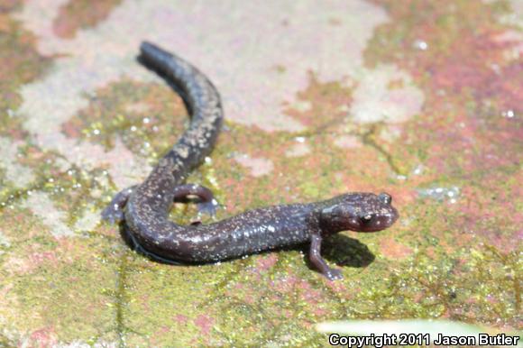 Southern Ravine Salamander (Plethodon richmondi)