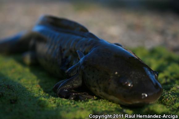 Plateau Tiger Salamander (Ambystoma velasci)