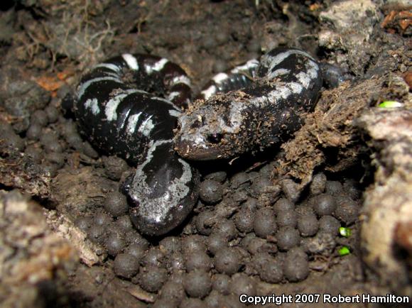 Marbled Salamander (Ambystoma opacum)