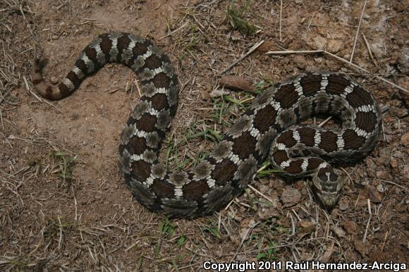 Queretaran Dusky Rattlesnake (Crotalus aquilus)