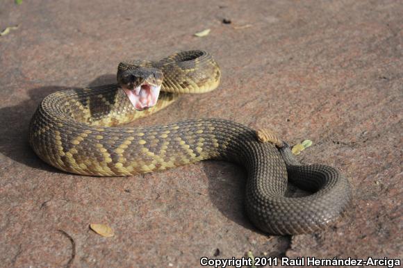 Mexican Black-tailed Rattlesnake (Crotalus molossus nigrescens)