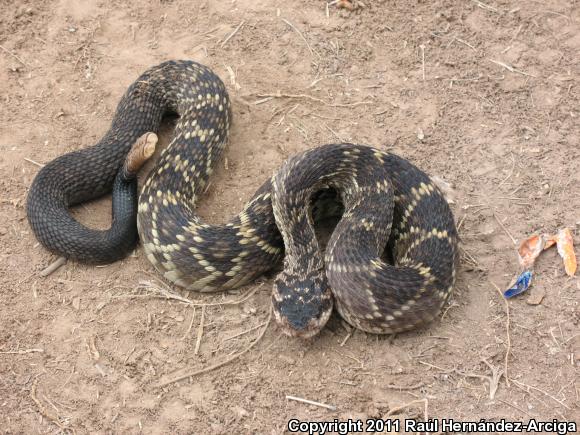 Mexican Black-tailed Rattlesnake (Crotalus molossus nigrescens)