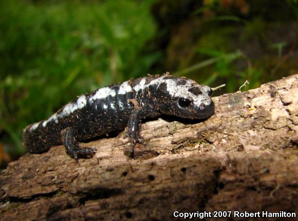 Marbled Salamander (Ambystoma opacum)