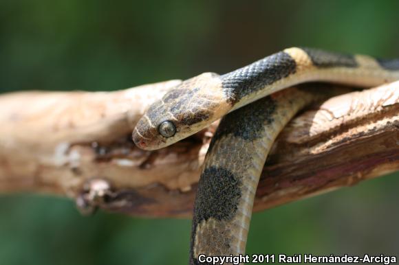 Northern Cat-eyed Snake (Leptodeira septentrionalis)