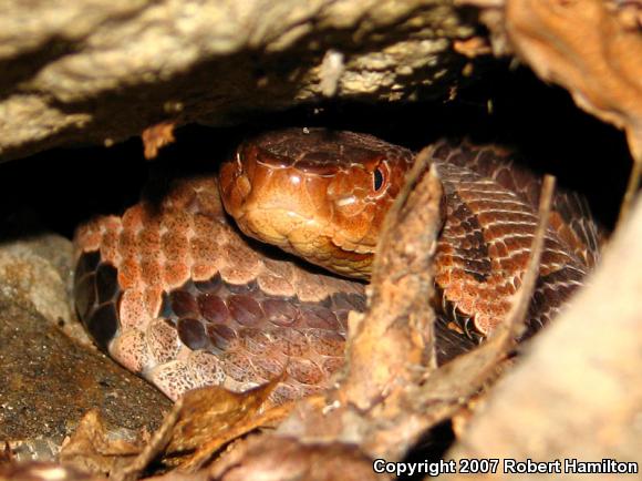 Northern  Copperhead (Agkistrodon contortrix mokasen)