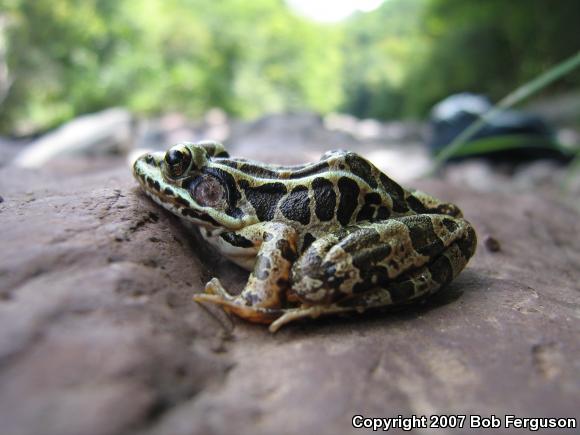 Pickerel Frog (Lithobates palustris)