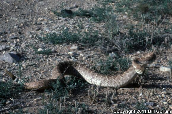 Western Diamond-backed Rattlesnake (Crotalus atrox)