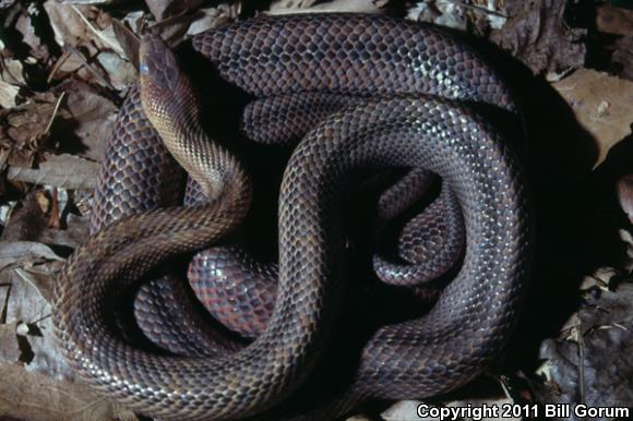 Baird's Ratsnake (Pantherophis bairdi)