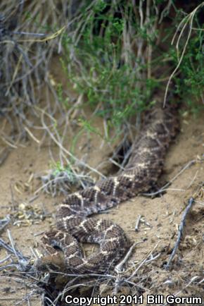 Western Diamond-backed Rattlesnake (Crotalus atrox)