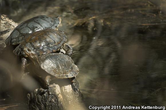 Western Pond Turtle (Actinemys marmorata)