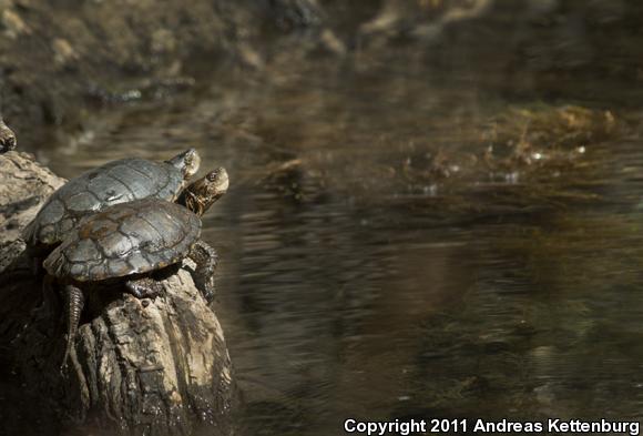 Western Pond Turtle (Actinemys marmorata)