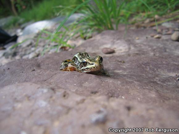 Pickerel Frog (Lithobates palustris)