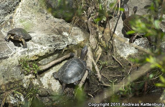 Western Pond Turtle (Actinemys marmorata)