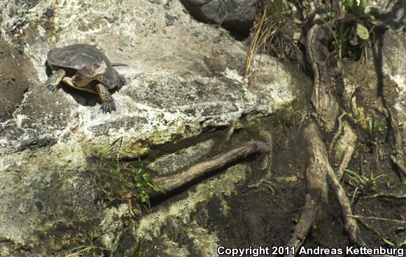 Western Pond Turtle (Actinemys marmorata)