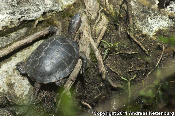 Western Pond Turtle (Actinemys marmorata)