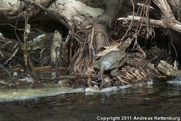 Western Pond Turtle (Actinemys marmorata)