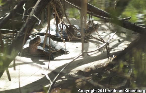 Western Pond Turtle (Actinemys marmorata)