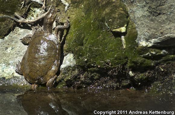 Western Pond Turtle (Actinemys marmorata)