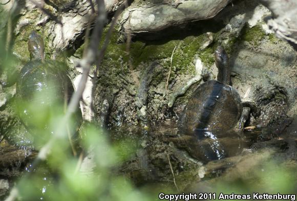 Western Pond Turtle (Actinemys marmorata)