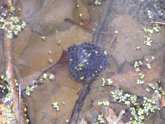 Wood Frog (Lithobates sylvaticus)