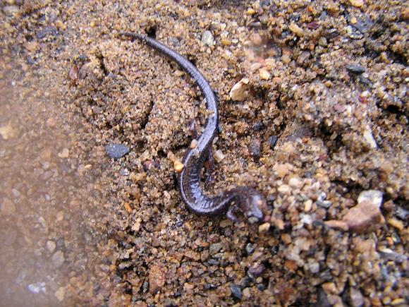 Eastern Red-backed Salamander (Plethodon cinereus)