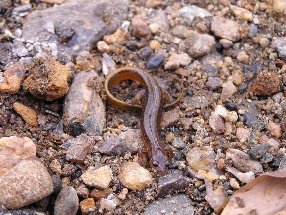 Northern Two-lined Salamander (Eurycea bislineata)