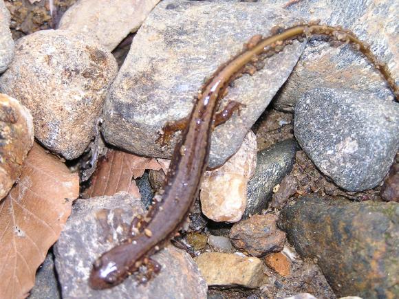 Northern Two-lined Salamander (Eurycea bislineata)