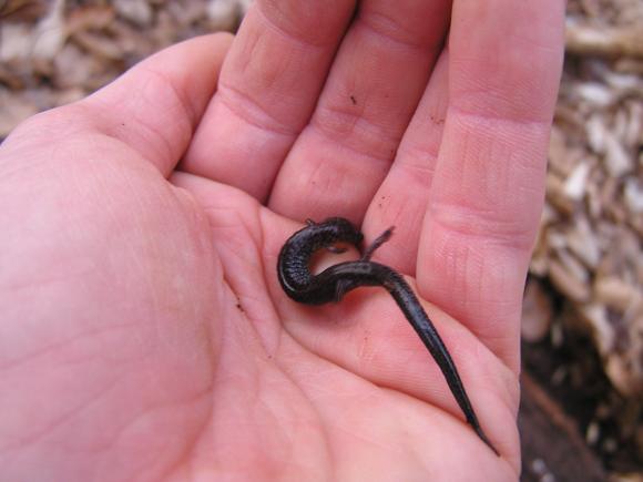 Eastern Red-backed Salamander (Plethodon cinereus)