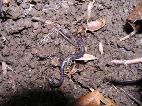 Eastern Red-backed Salamander (Plethodon cinereus)