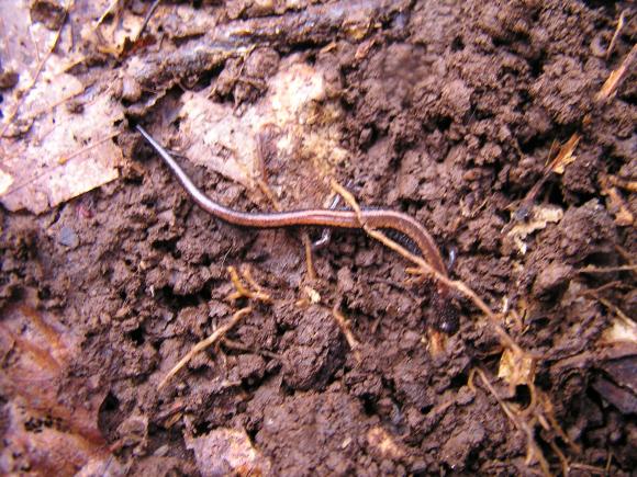 Eastern Red-backed Salamander (Plethodon cinereus)