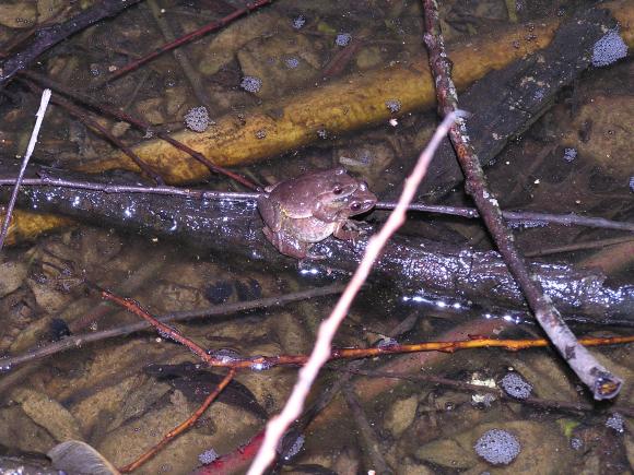 Spring Peeper (Pseudacris crucifer)