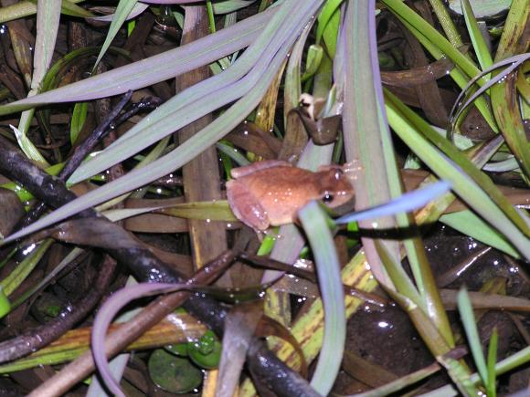 Spring Peeper (Pseudacris crucifer)