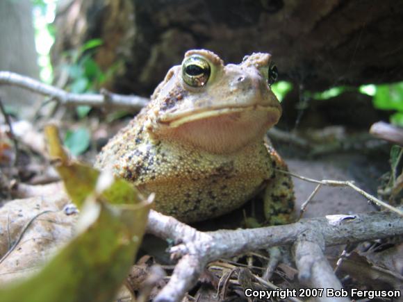 Eastern American Toad (Anaxyrus americanus americanus)