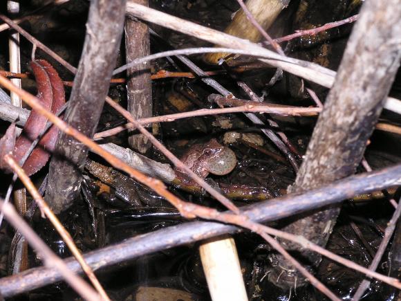 Spring Peeper (Pseudacris crucifer)