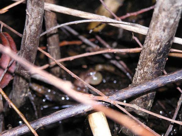 Spring Peeper (Pseudacris crucifer)