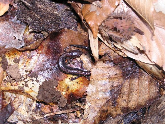 Eastern Red-backed Salamander (Plethodon cinereus)