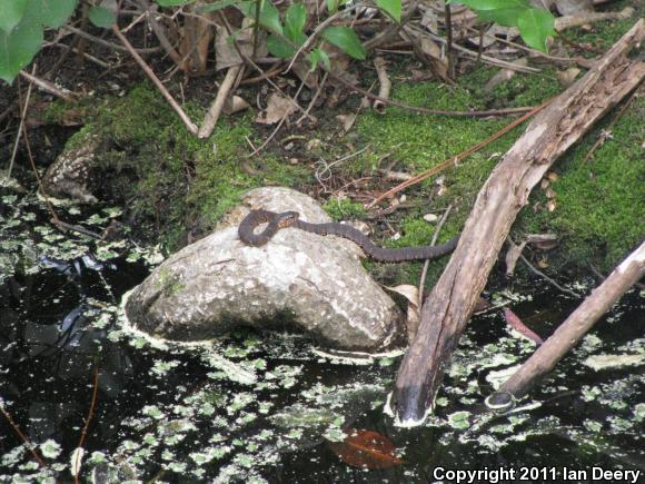 Banded Watersnake (Nerodia fasciata fasciata)