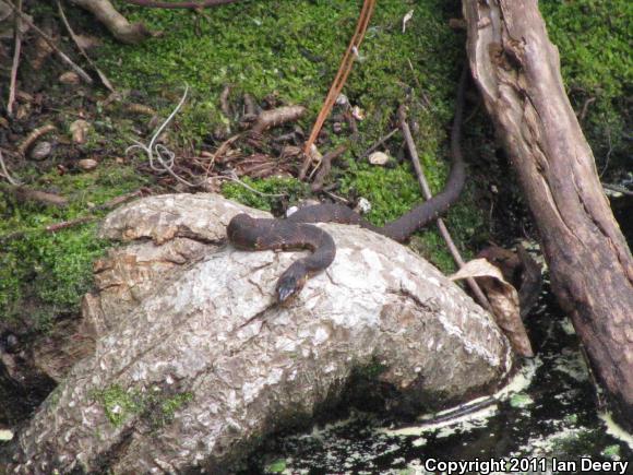 Banded Watersnake (Nerodia fasciata fasciata)