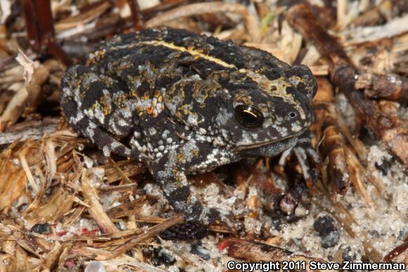 Oak Toad (Anaxyrus quercicus)