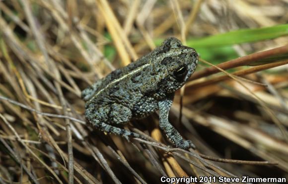 Oak Toad (Anaxyrus quercicus)