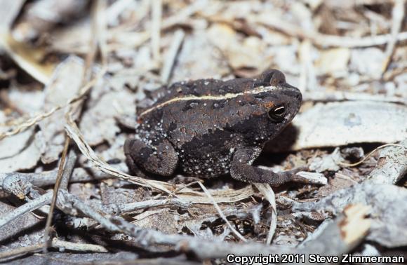 Oak Toad (Anaxyrus quercicus)