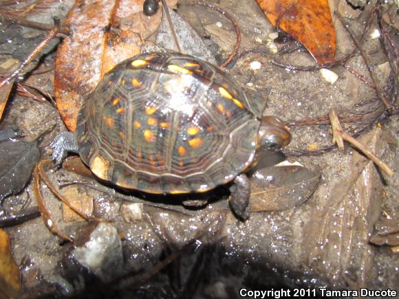 Gulf Coast Box Turtle (Terrapene carolina major)