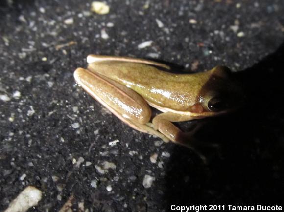 Squirrel Treefrog (Hyla squirella)